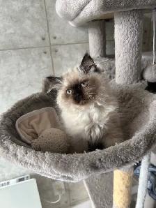 Femelle himalayenne seal point