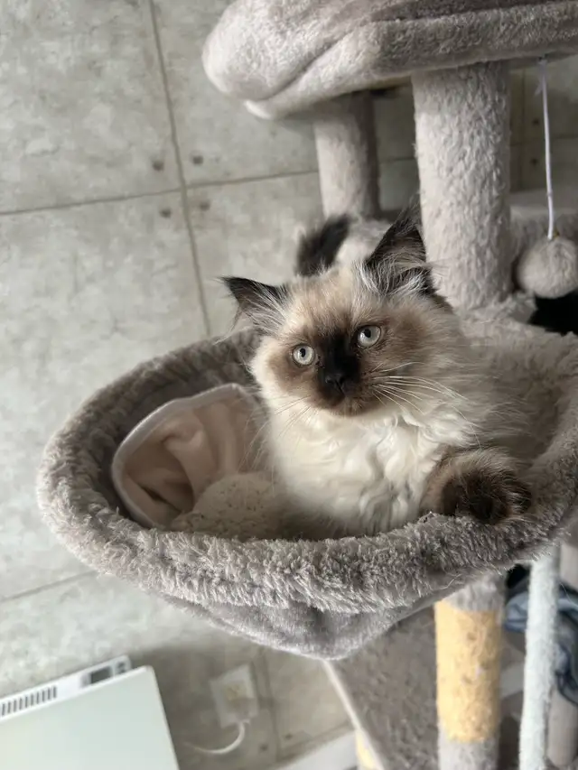 Femelle himalayenne seal point - Photo 2