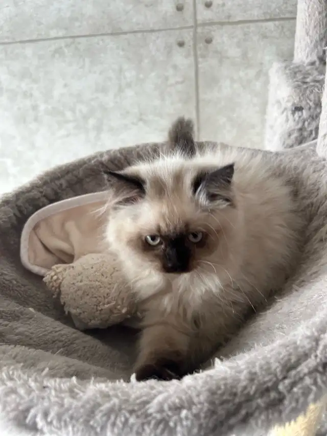 Femelle himalayenne seal point - Photo 3