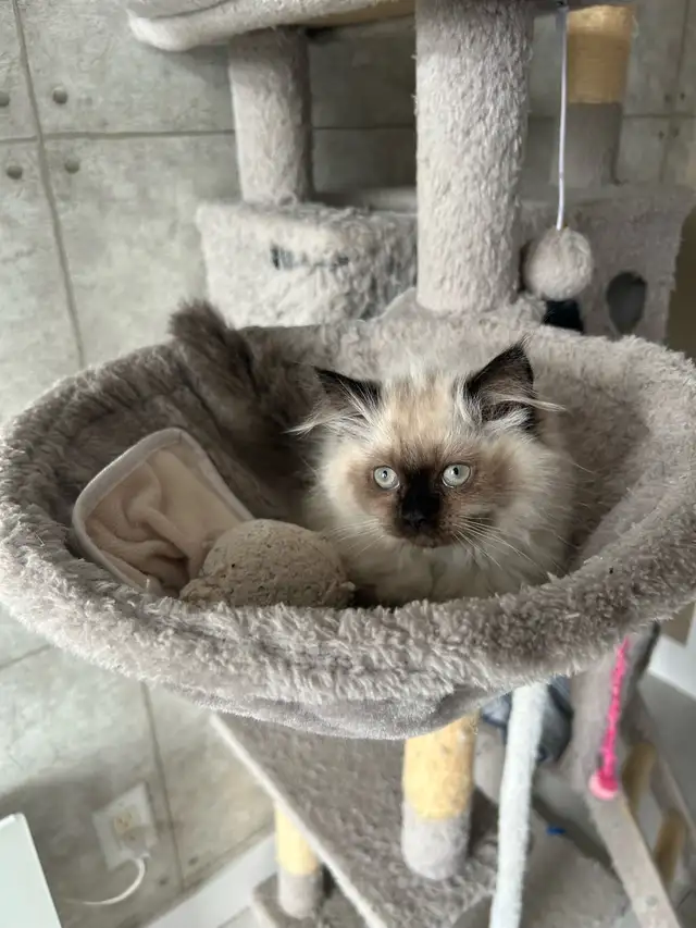 Femelle himalayenne seal point - Photo 4