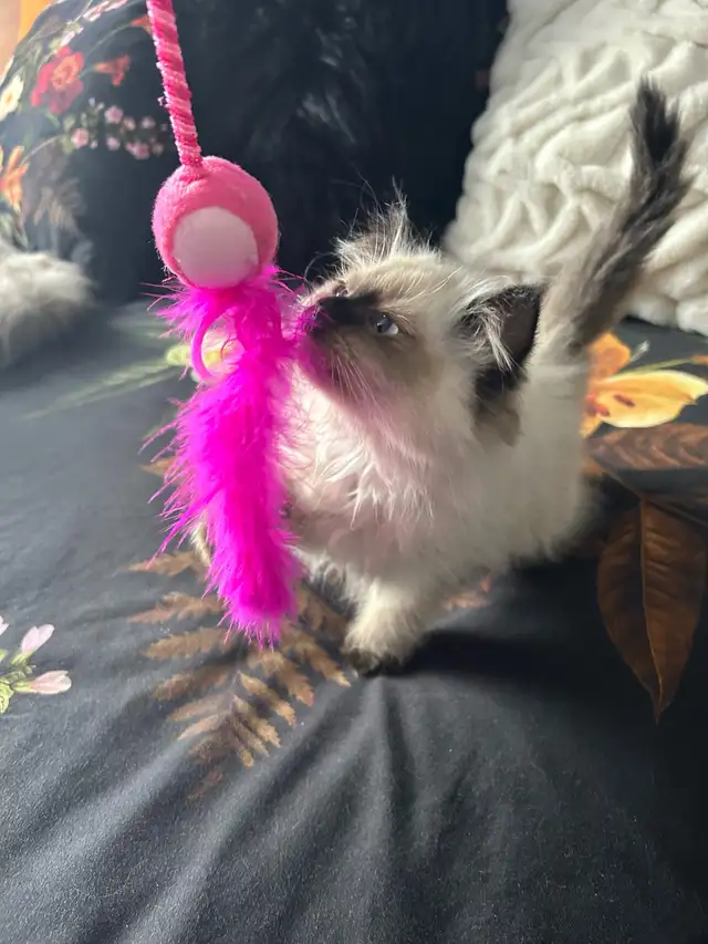 Femelle himalayenne seal point - Photo 5