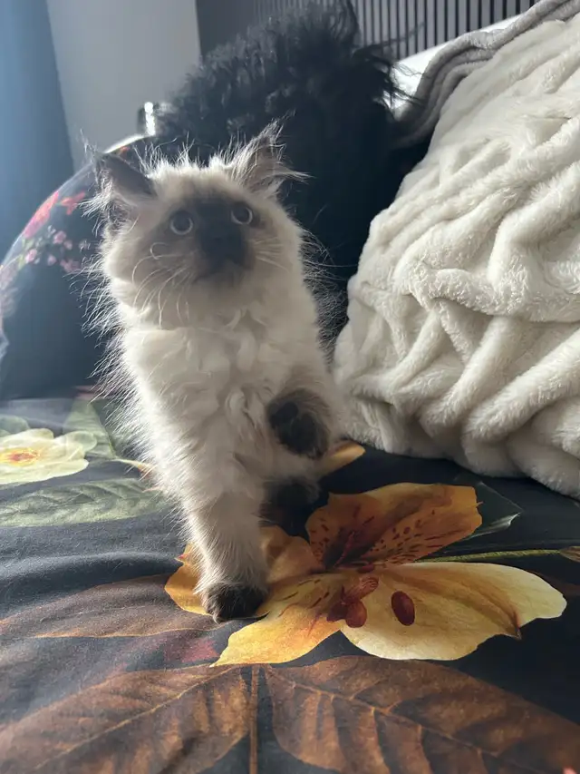 Femelle himalayenne seal point - Photo 6