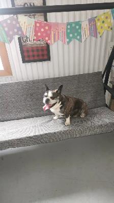 bulldog francais - Photo 2