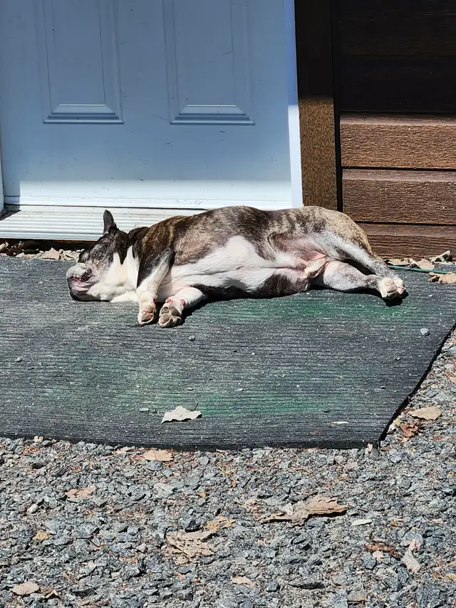 bulldog francais - Photo 3