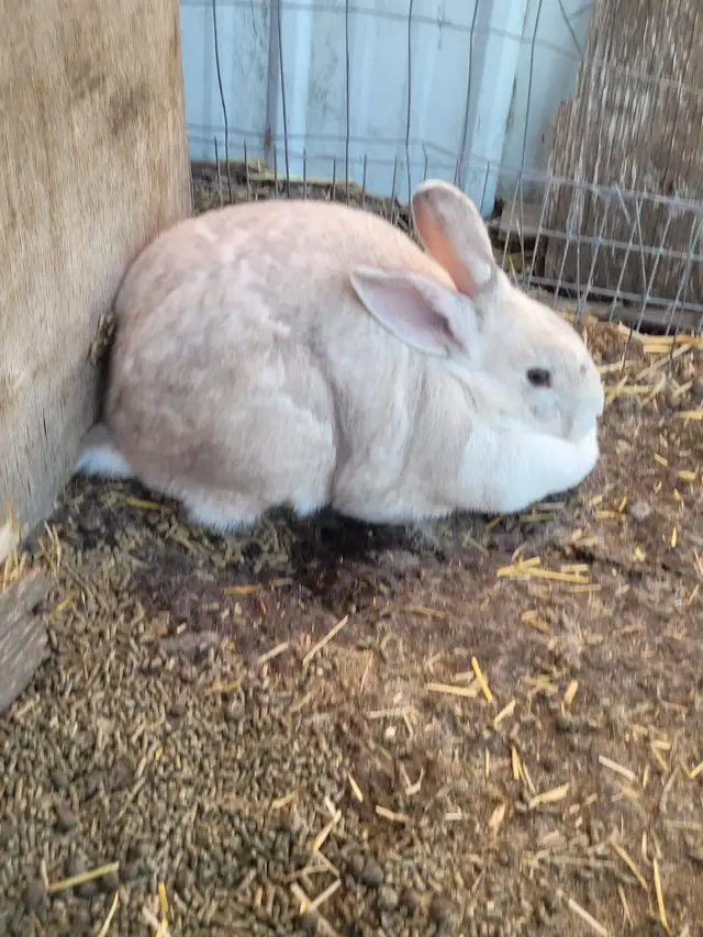 2 female new Zealand/flemish giant cross rabbits for sale