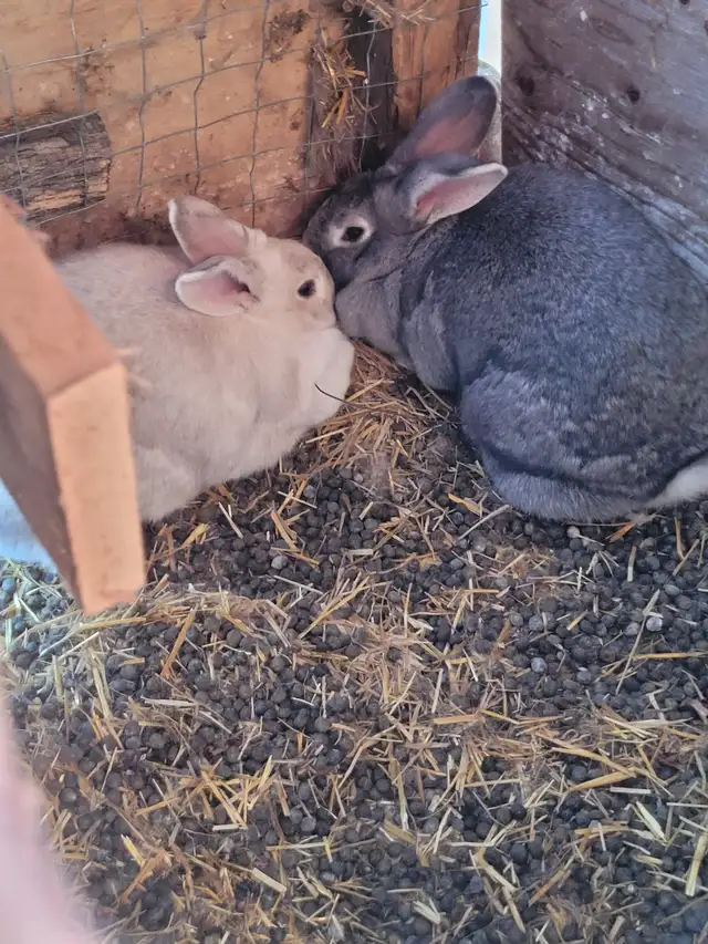 2 female new Zealand/flemish giant cross rabbits for sale - Photo 2