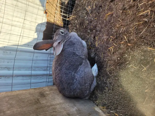 2 female new Zealand/flemish giant cross rabbits for sale - Photo 3