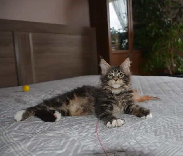 MAINE COON KITTENS, PUREBRED, POLYDACTYL - Photo 4