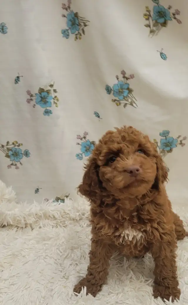 F1b golden doodles - Photo 2