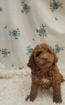 F1b golden doodles - Photo 2
