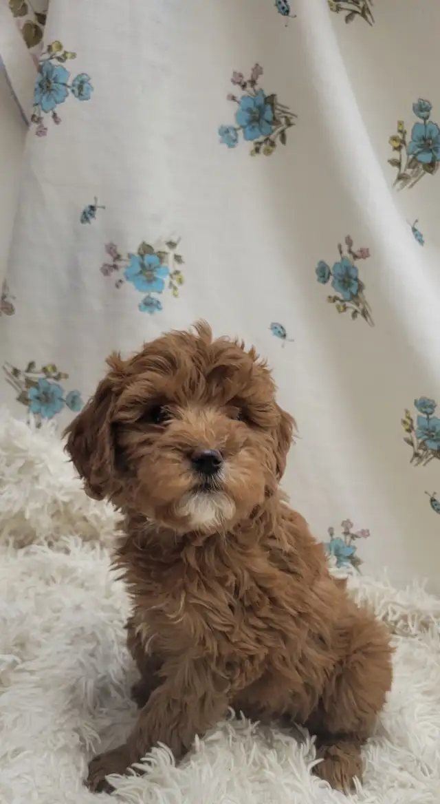 F1b golden doodles - Photo 3