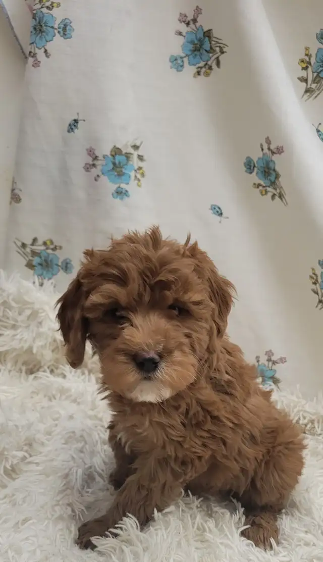 F1b golden doodles - Photo 4