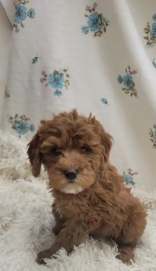 F1b golden doodles - Photo 4