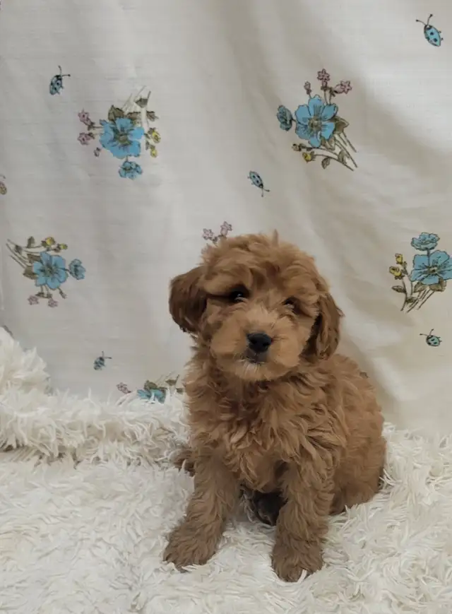 F1b golden doodles - Photo 5