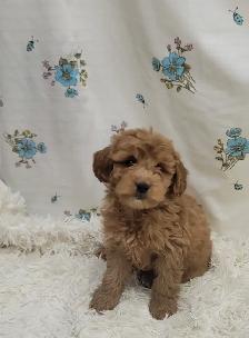 F1b golden doodles - Photo 5