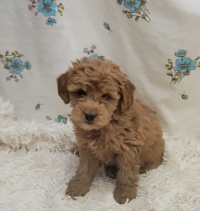 F1b golden doodles - Photo 6