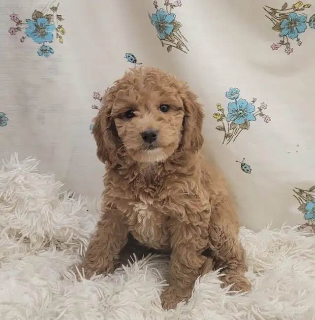 F1b golden doodles - Photo 8