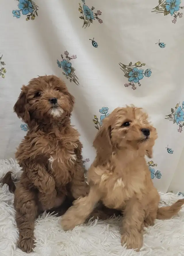 F1b golden doodles - Photo 9