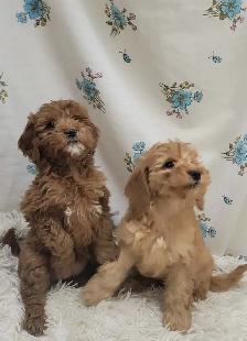 F1b golden doodles - Photo 9