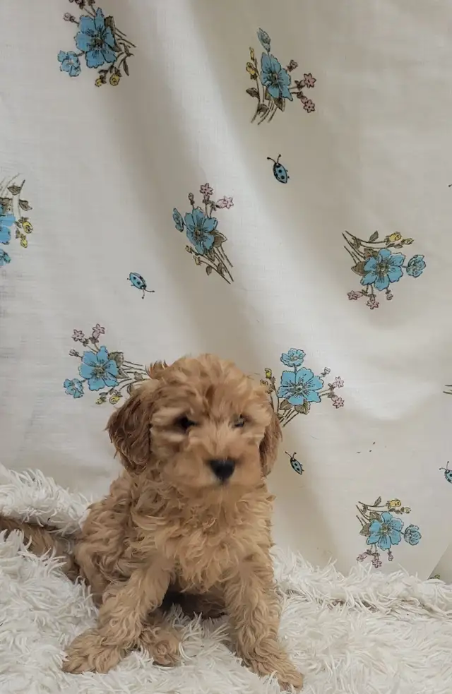 F1b golden doodles - Photo 10