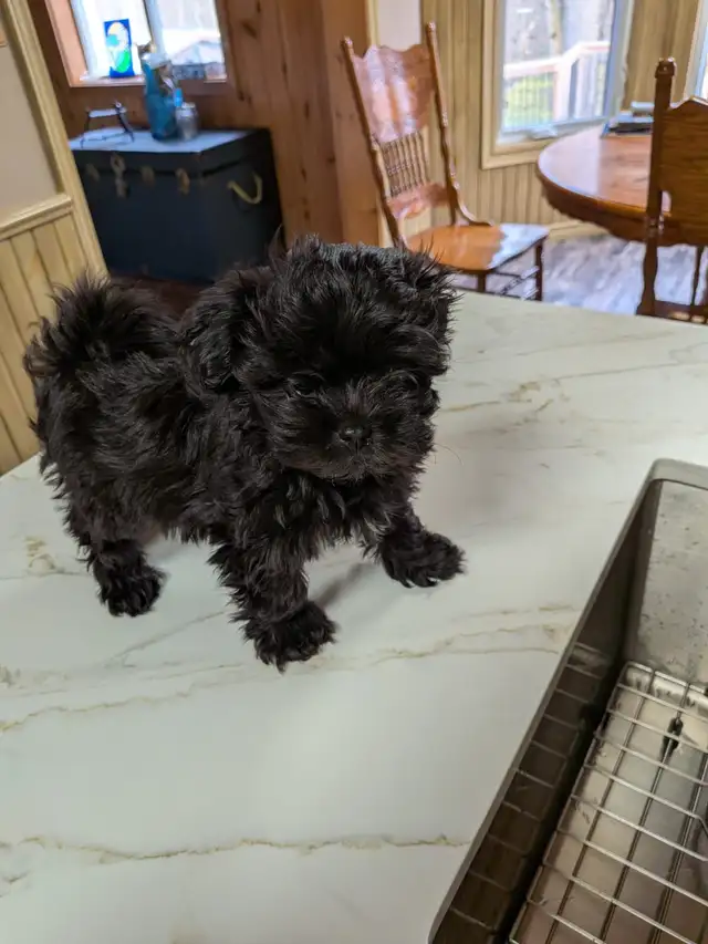 Male Pompoo puppy for sale