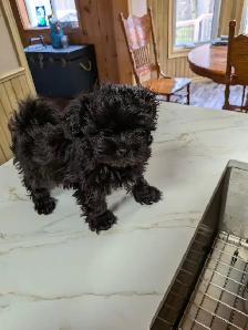 Male Pompoo puppy for sale