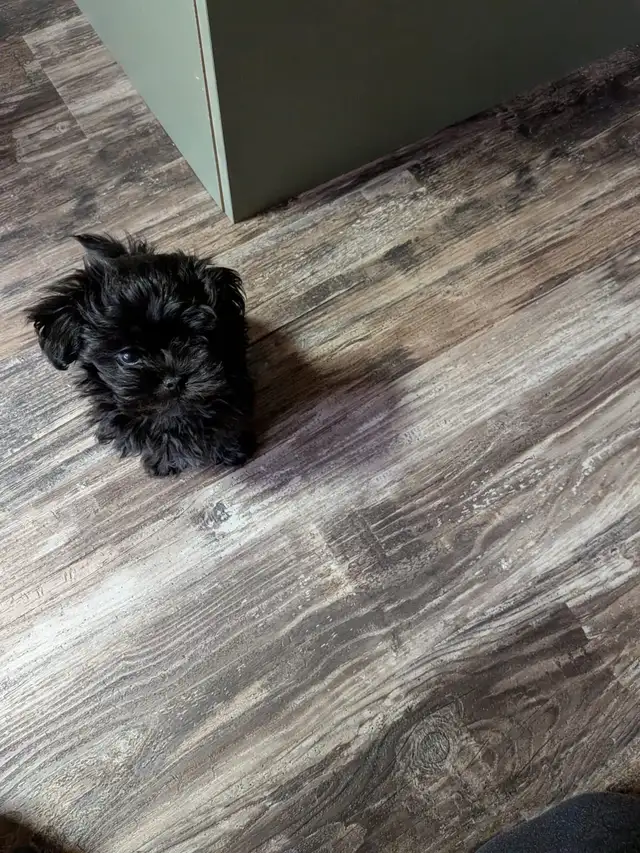 Male Pompoo puppy for sale - Photo 2