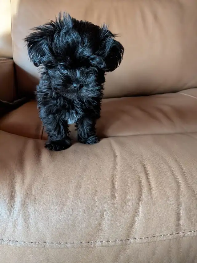 Male Pompoo puppy for sale - Photo 3