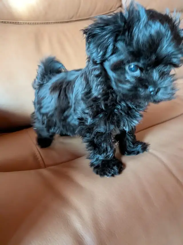 Male Pompoo puppy for sale - Photo 4