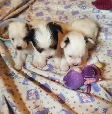 Beautiful Parti Yorkies