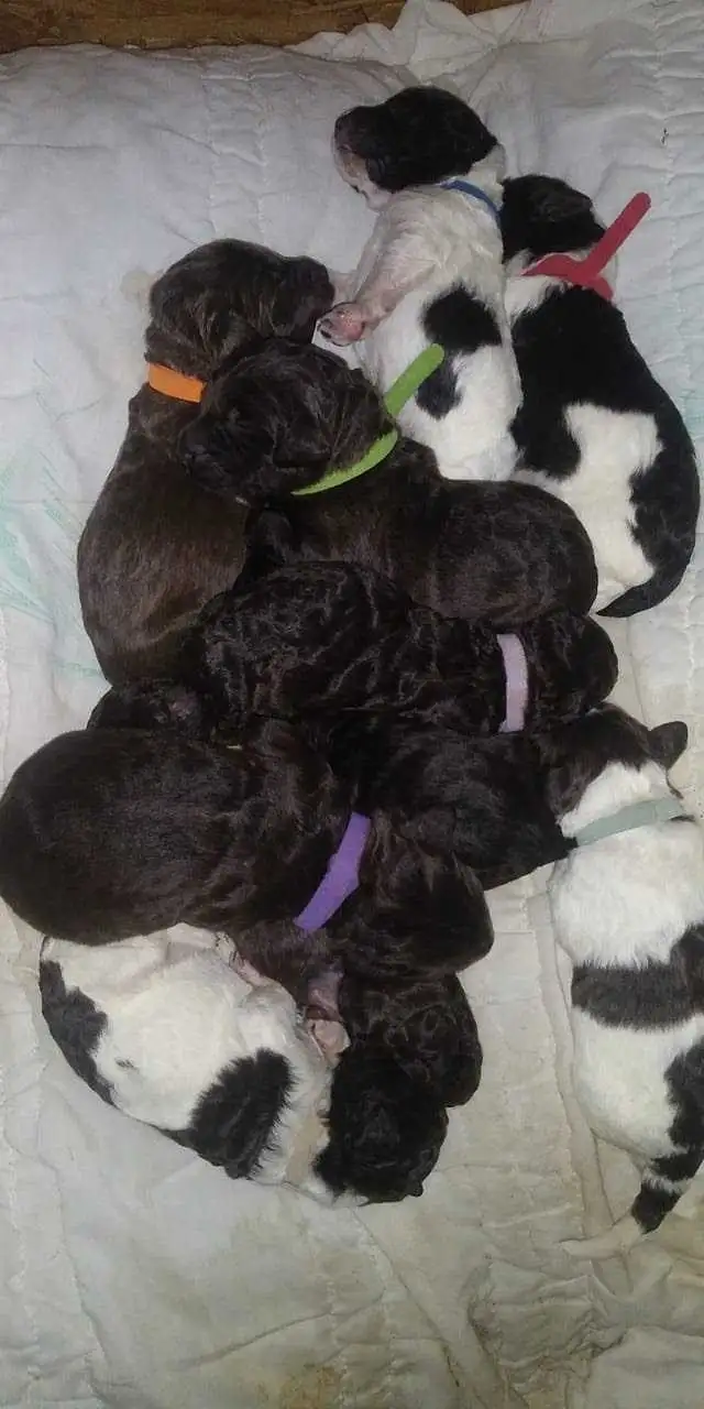 free dog puppies to good home