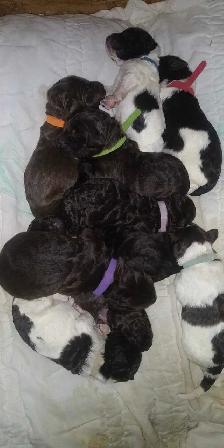 free dog puppies to good home