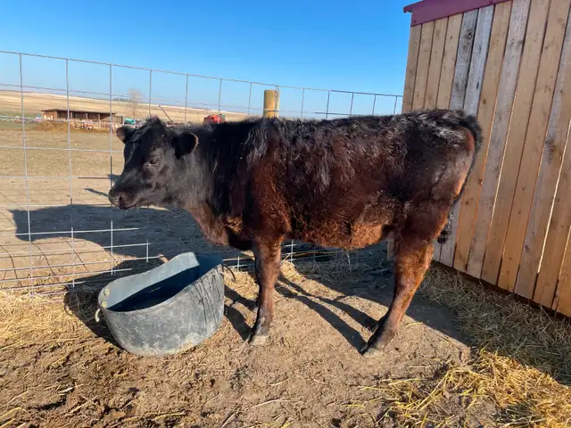Angus/Jersey Steer Calf - COMING to Calgary MAY 1
