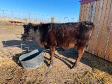 Angus/Jersey Steer Calf - COMING to Calgary MAY 1