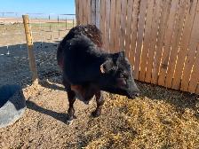 Angus/Jersey Steer Calf - COMING to Calgary MAY 1 - Photo 2