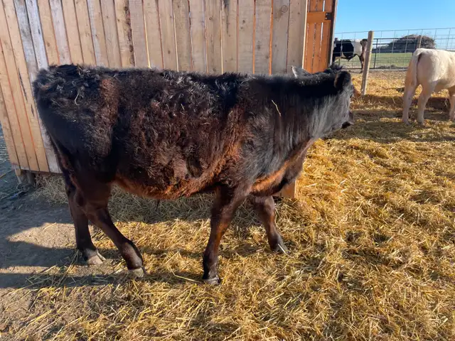 Angus/Jersey Steer Calf - COMING to Calgary MAY 1 - Photo 3