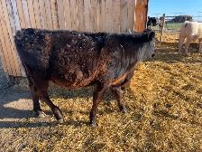 Angus/Jersey Steer Calf - COMING to Calgary MAY 1 - Photo 3