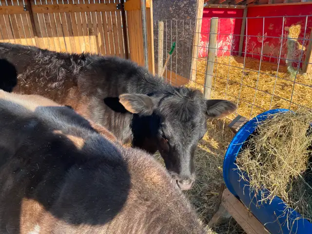Angus/Jersey Steer Calf - COMING to Calgary MAY 1 - Photo 4