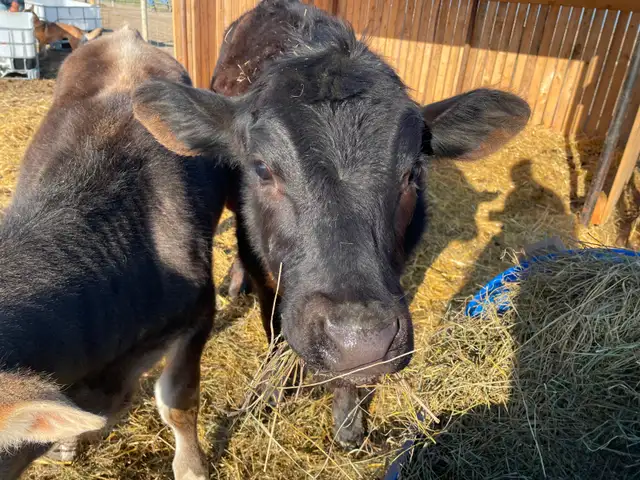 Angus/Jersey Steer Calf - COMING to Calgary MAY 1 - Photo 5