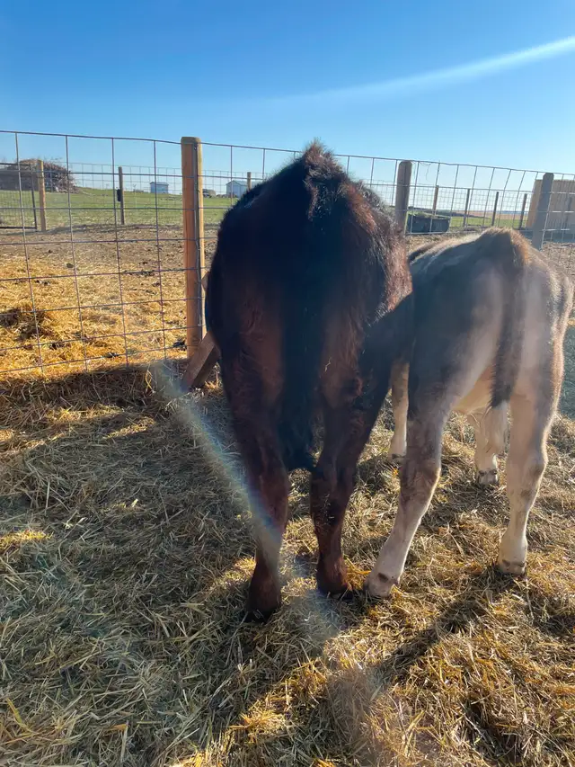 Angus/Jersey Steer Calf - COMING to Calgary MAY 1 - Photo 6