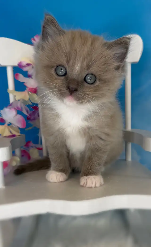 TICA Registered Ragdoll Kittens