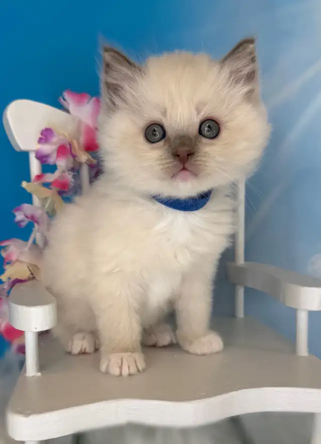 TICA Registered Ragdoll Kittens - Photo 5