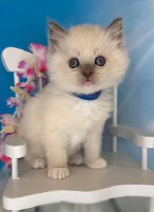 TICA Registered Ragdoll Kittens - Photo 5