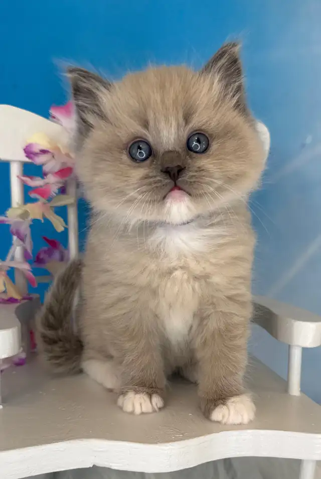 TICA Registered Ragdoll Kittens - Photo 6