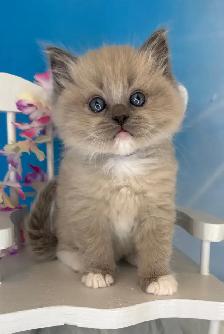 TICA Registered Ragdoll Kittens - Photo 6