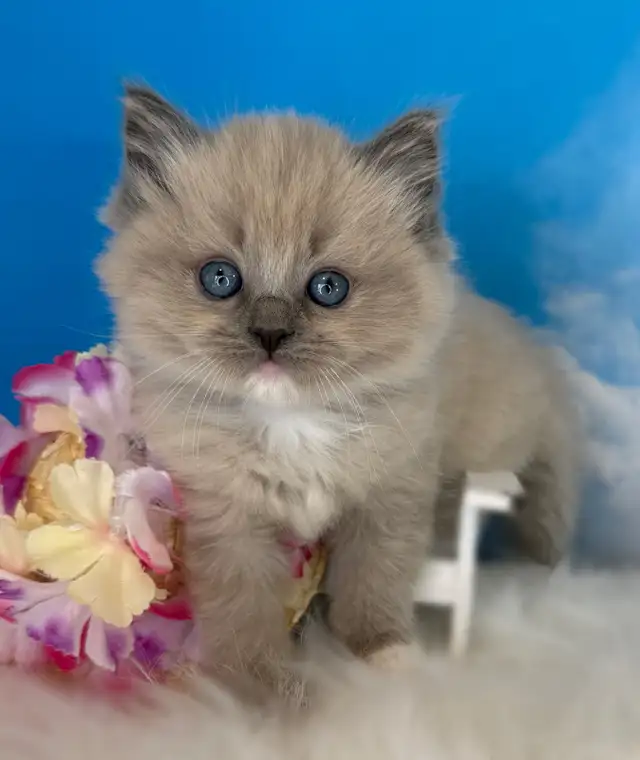 TICA Registered Ragdoll Kittens - Photo 7