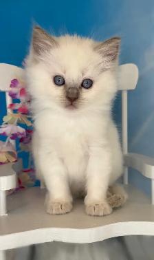 TICA Registered Ragdoll Kittens - Photo 8
