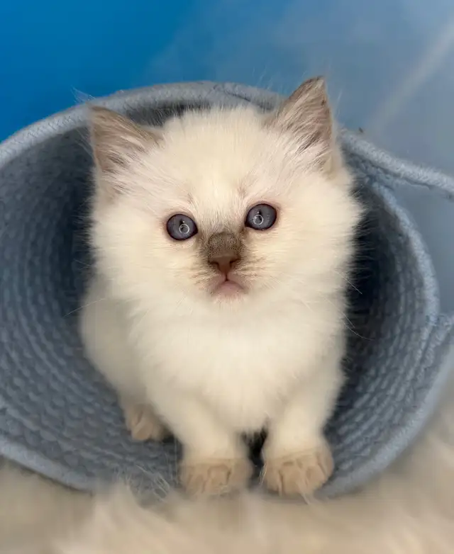 TICA Registered Ragdoll Kittens - Photo 10