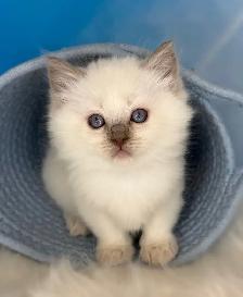 TICA Registered Ragdoll Kittens - Photo 10