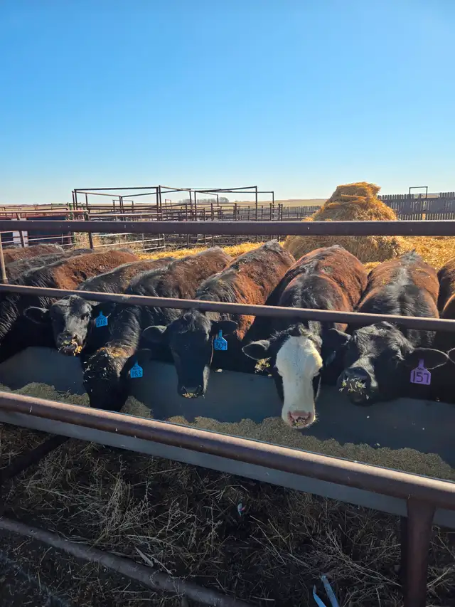 Replacement Heifers, Black Angus & cross.